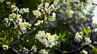 shallow focus photography of white flowers in tree