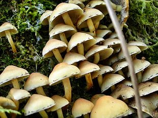 mushroom on green plant