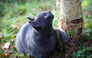 close up photo of Korat cat