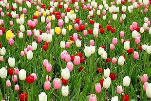 multicolored field of tulips HD wallpaper
