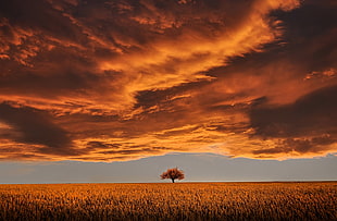 wheat field with tree under cloudy sky at sunset HD wallpaper