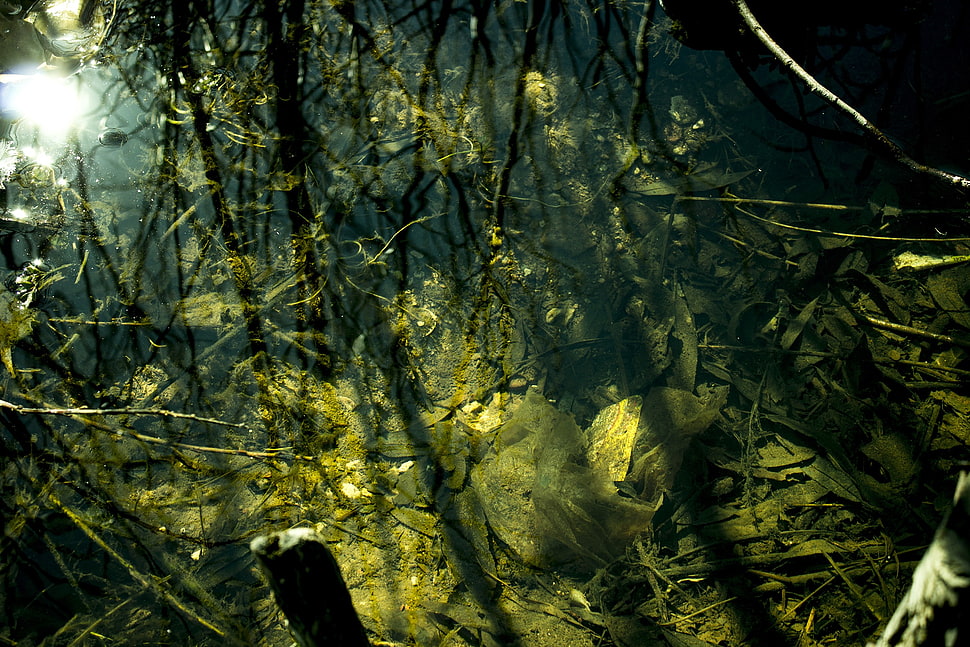 black plan ts, water, plants HD wallpaper