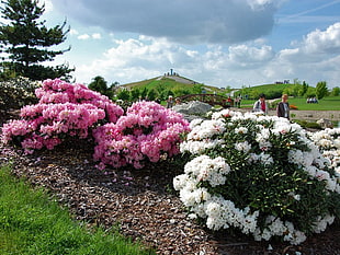 two bushes of pink flowers near white flower bush under cloudy sky