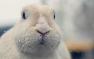 white rabbit, rabbits, animals