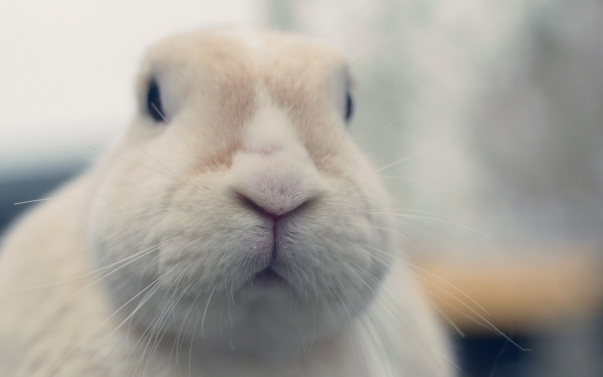 Online Crop White Rabbit Rabbits Animals Hd Wallpaper Wallpaper Flare