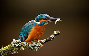 teal and brown kingfishes, animals, macro, kingfisher, branch