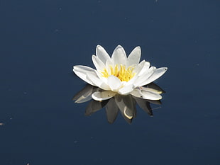 white water lily flower blooming on water