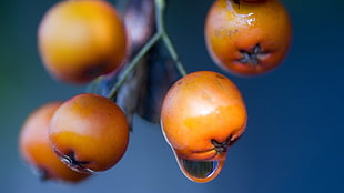 macro photography of orange fruits
