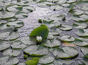 water lily during rain day close-up photo