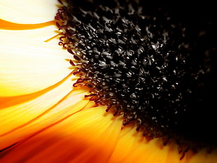 closed up photo of black and yellow petaled flower