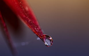 red leaf with dew drop