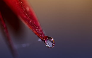 red leaf with dew drop