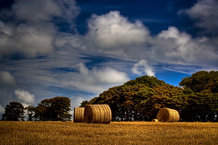 hay bale on brown grass near green trees under blue sky and white clouds HD wallpaper