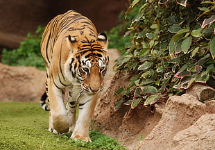 tiger walking beside green plant