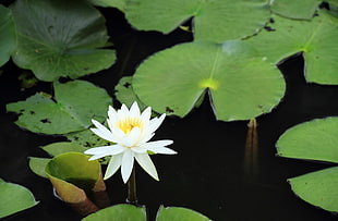 white petaled lotus flower landscape photograph