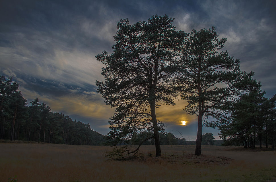 two green trees on soil behind sunset HD wallpaper