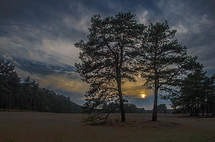 two green trees on soil behind sunset