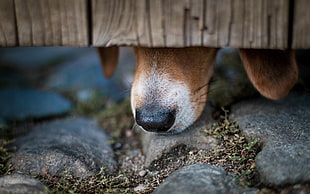 lemon and white Beagle hiding on brown wood board close-up photo during daytime HD wallpaper
