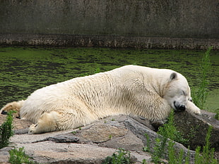 sleeping polar bear on stone near body of water