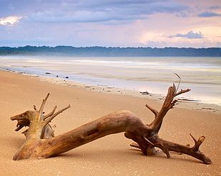 brown driftwood near beach during daytime, trinidad & tobago
