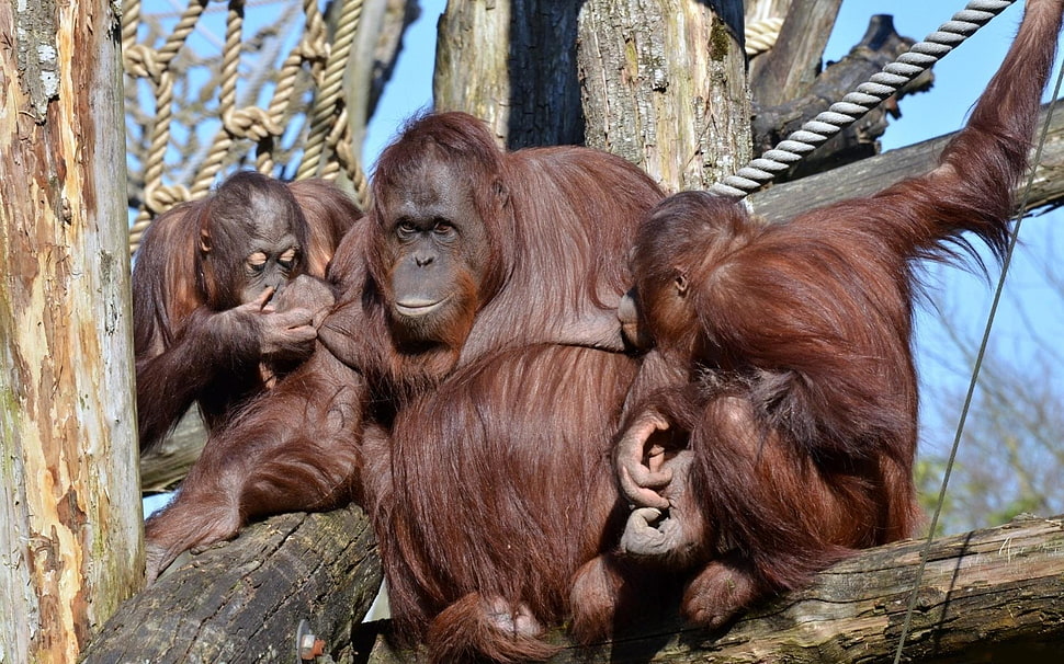 Orangutans on a tree during day time HD wallpaper