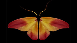 orange and red moth wallpaper, photography, leaves, abstract, butterfly HD wallpaper