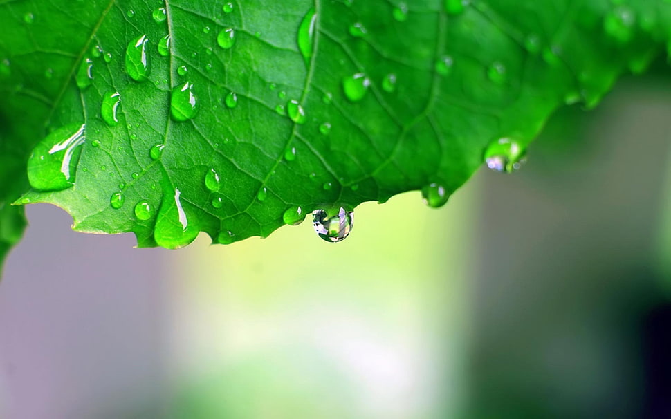 tilt-shift lens photo of green leaf with water droplet HD wallpaper
