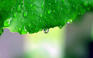 tilt-shift lens photo of green leaf with water droplet