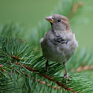 gray and brown sparrow on pine tree