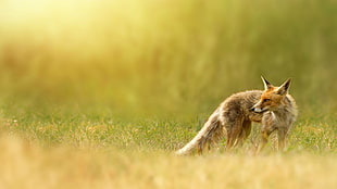 brown fox on grass, depth of field, fox, animals