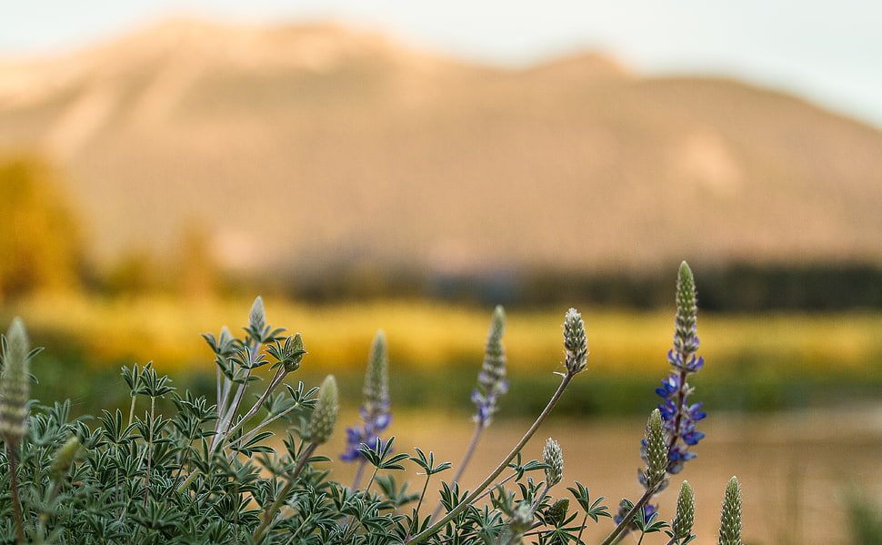 shallow focus photo of green and purple plant, barely HD wallpaper