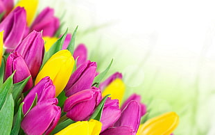 purple and yellow flower buds, tulips, flowers, bouquets