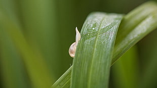 green leaf, sur