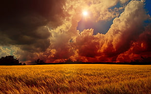 brown field during golden hour panoramic photography HD wallpaper