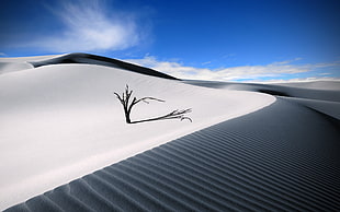 brown bare tree, Sand dune, Desert, Blue sky