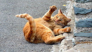 orange tabby cat, animals, cat