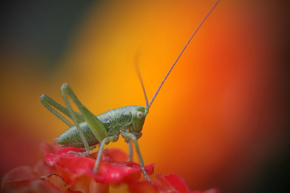 selective focus photography of green grasshopper on red petaled flower, tiny HD wallpaper