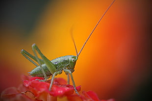 selective focus photography of green grasshopper on red petaled flower, tiny