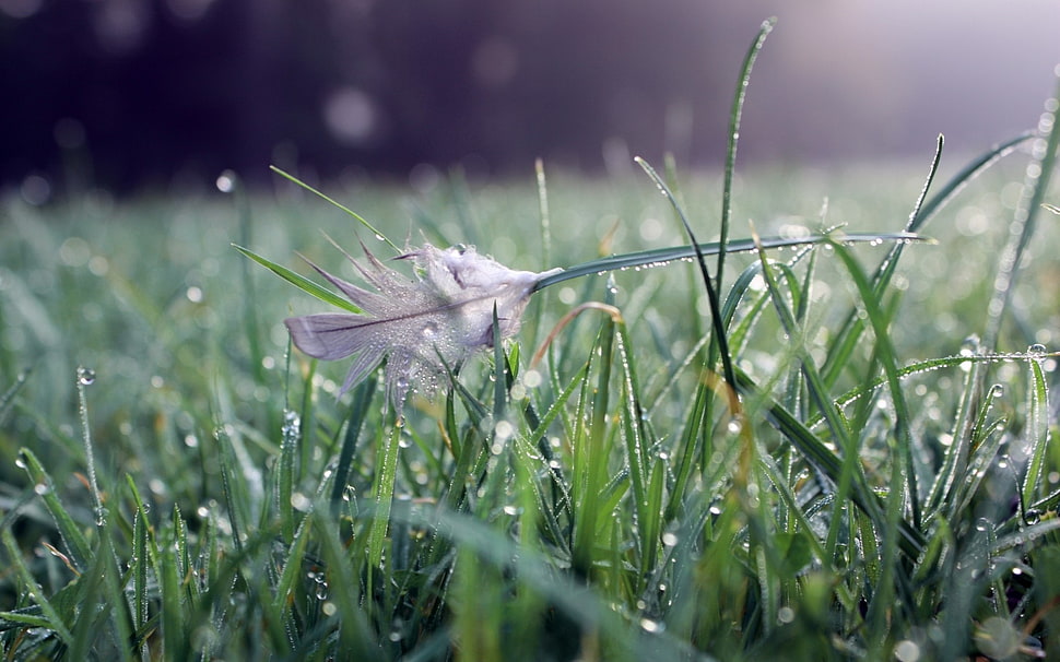 micro-photography gray feather on green grass HD wallpaper