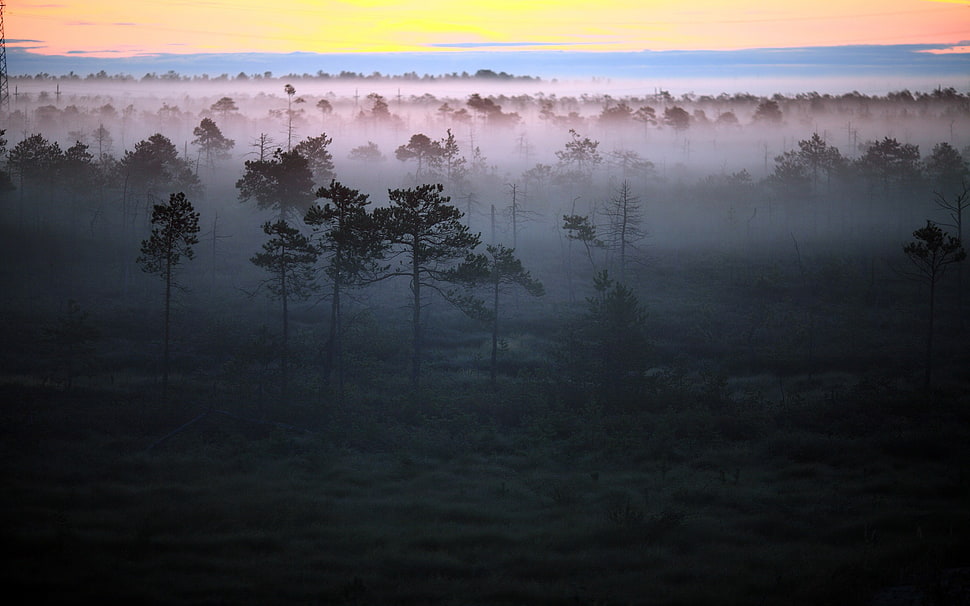 forest trees in mist, landscape, nature, mist HD wallpaper