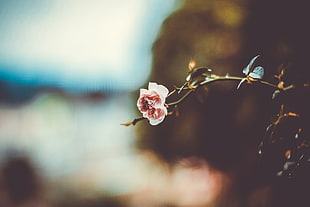 pink rose in selective focus photography
