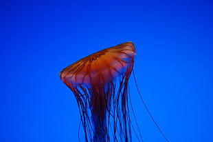 red Jellyfish HD wallpaper