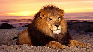 brown lion laying on gray sand