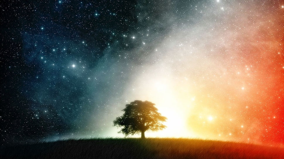 tree under starry sky wallpaper, nature HD wallpaper
