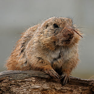 brown beaver, prairie dog