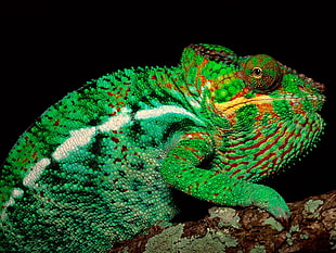 Chameleon HD wallpaper