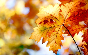 closeup photography of withered leaves