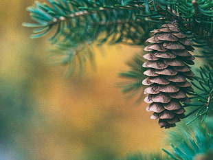 brown pinecone, Cone, Spruce, Blur HD wallpaper