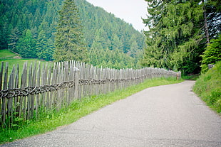 photo of clear pathway with fence near forest during day time