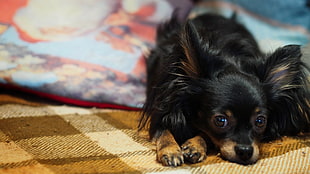 black and tan Chihuahua on brown textile